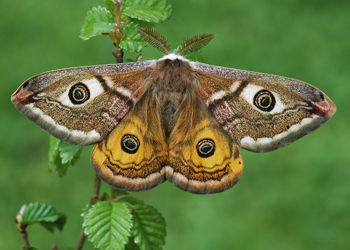 Südliches Kleines Nachtpfauenauge (Saturnia pavoniella ) - © Leo Kuzmits